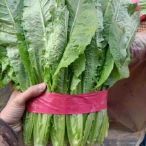 【当季鲜蔬】河北精品油麦菜，基地大量新鲜供应，代发全国