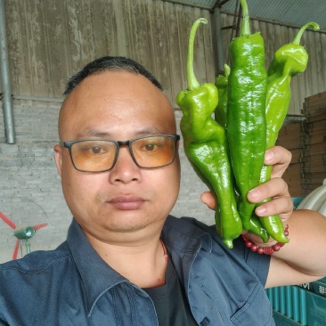 301泡椒电商线椒螺丝苏椒芜湖椒万亩大棚基地直发龚垒代发