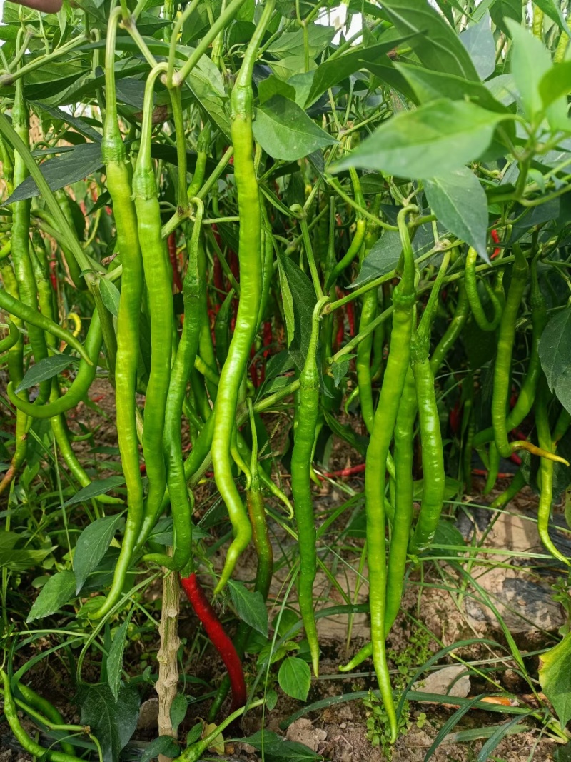 黑线椒苗优质品种，欢迎实地考察抗病毒免费技术指导。