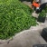 301泡椒电商线椒螺丝苏椒芜湖椒万亩大棚基地直发龚垒代发