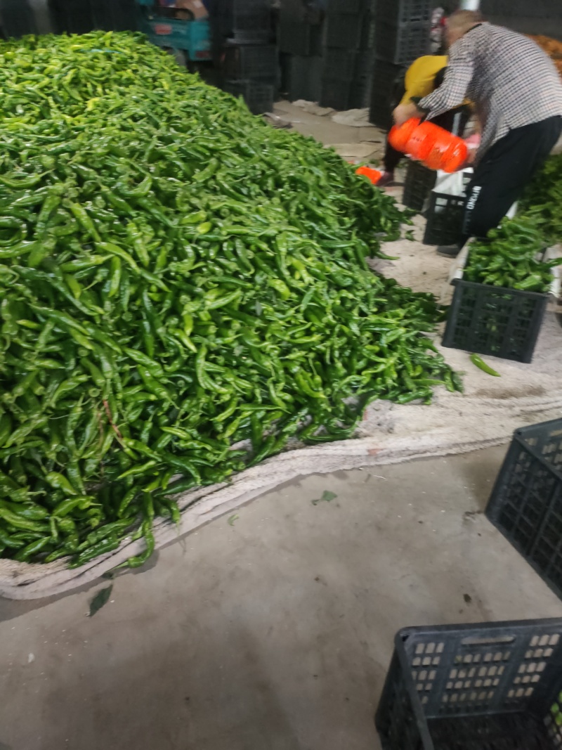 301泡椒电商线椒螺丝苏椒芜湖椒万亩大棚基地直发龚垒代发