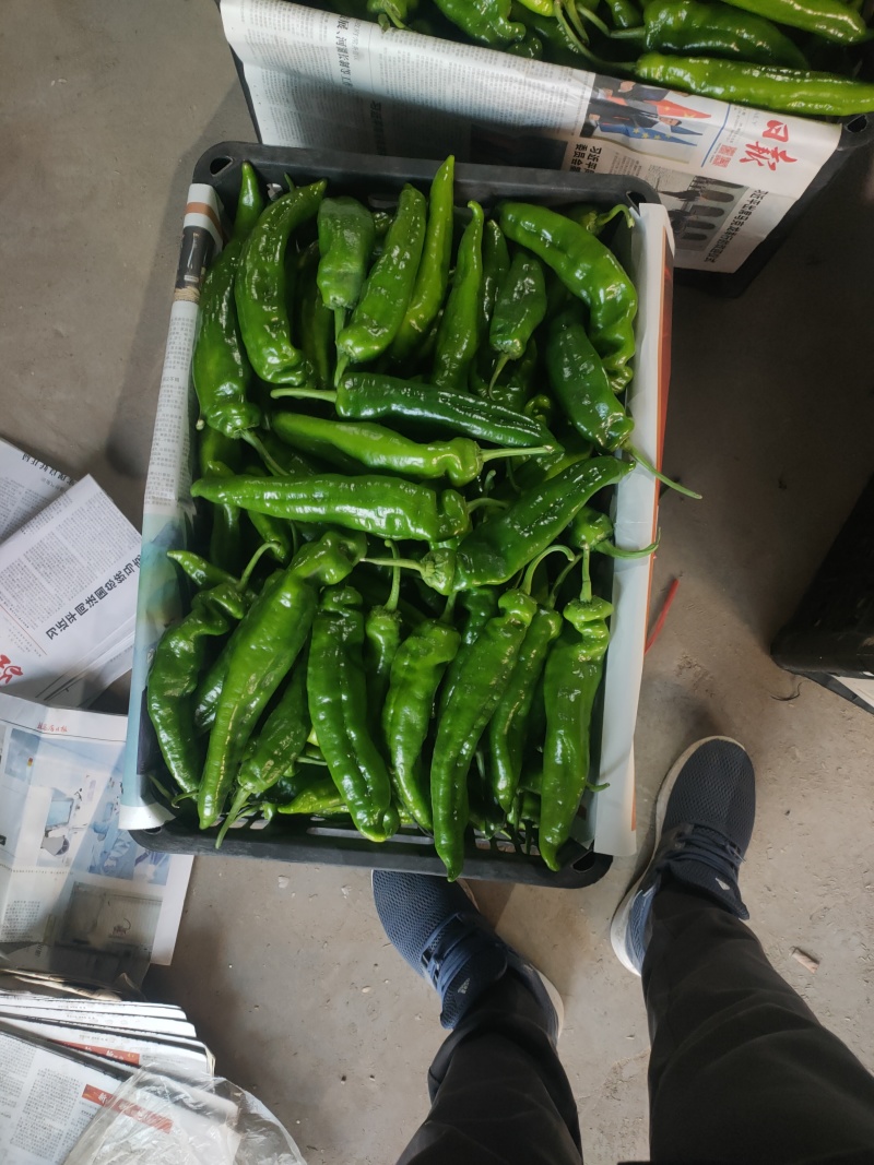 301泡椒电商线椒螺丝苏椒芜湖椒万亩大棚基地直发龚垒代发