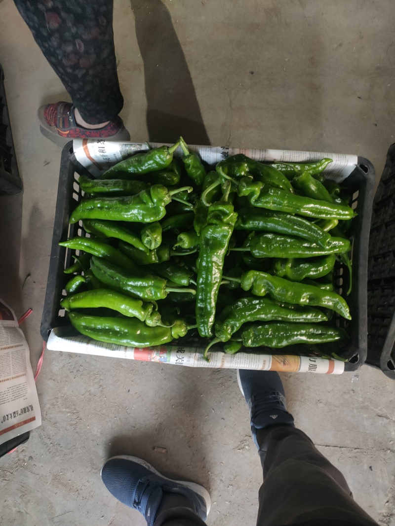301泡椒电商线椒螺丝苏椒芜湖椒万亩大棚基地直发龚垒代发