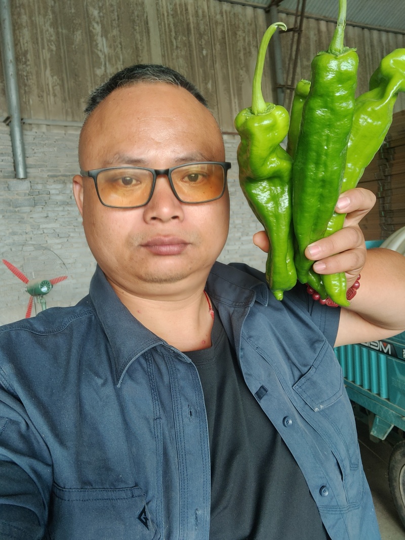 301泡椒电商线椒螺丝苏椒芜湖椒万亩大棚基地直发龚垒代发