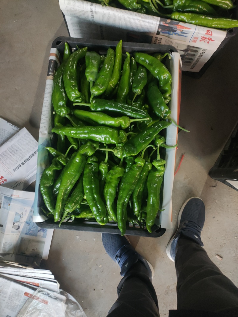 301泡椒电商线椒螺丝苏椒芜湖椒万亩大棚基地直发龚垒代发