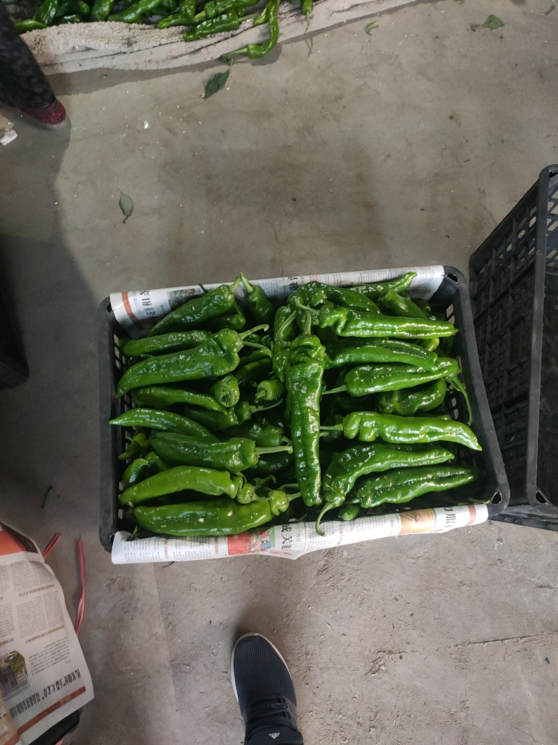 301泡椒电商线椒螺丝苏椒芜湖椒万亩大棚基地直发龚垒代发