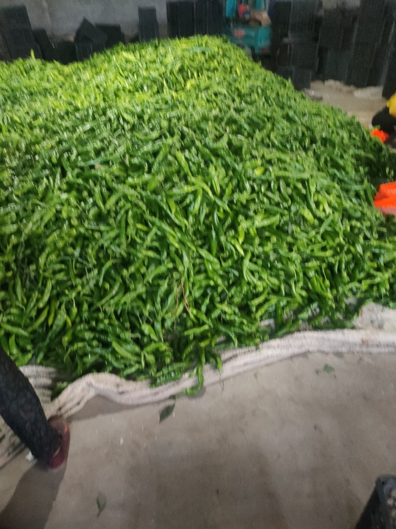 301泡椒电商线椒螺丝苏椒芜湖椒万亩大棚基地直发龚垒代发