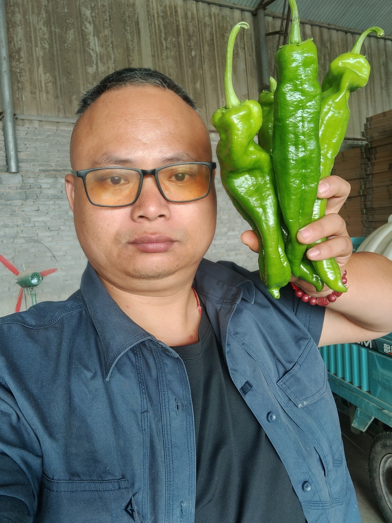 301泡椒电商线椒螺丝苏椒芜湖椒万亩大棚基地直发龚垒代发