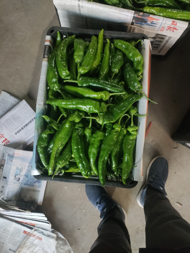 301泡椒电商线椒螺丝苏椒芜湖椒万亩大棚基地直发龚垒代发