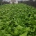 大棚+露天宽叶无筋青菜大量开始供应