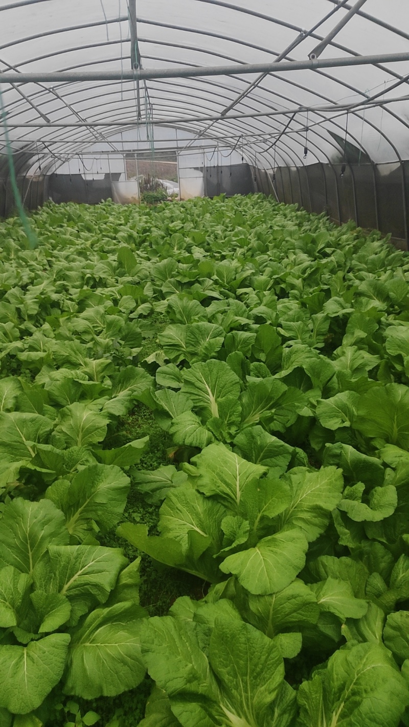 大棚+露天宽叶无筋青菜大量开始供应