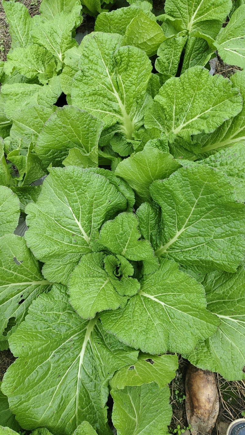 大棚+露天宽叶无筋青菜大量开始供应