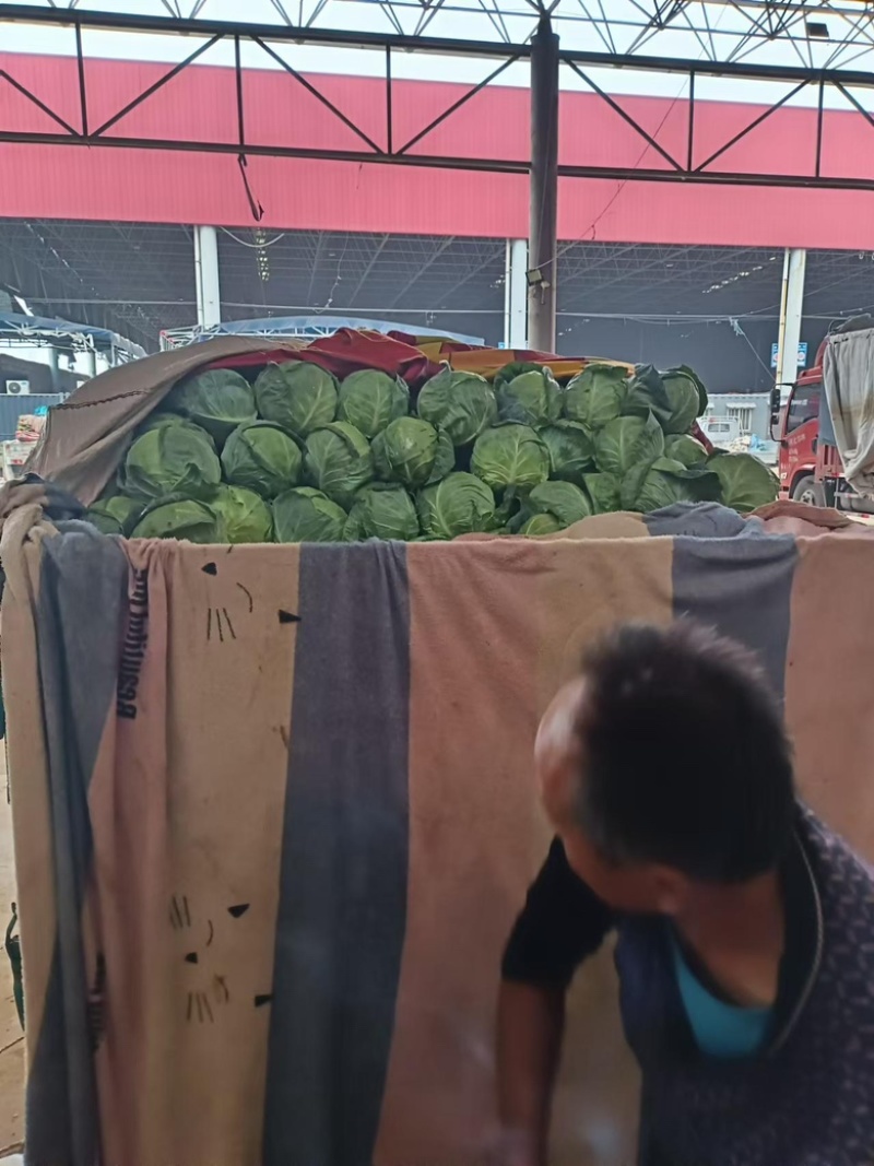 【优选甘蓝】河北甘蓝圆包菜现货发车，量大稳定供应欢迎来电