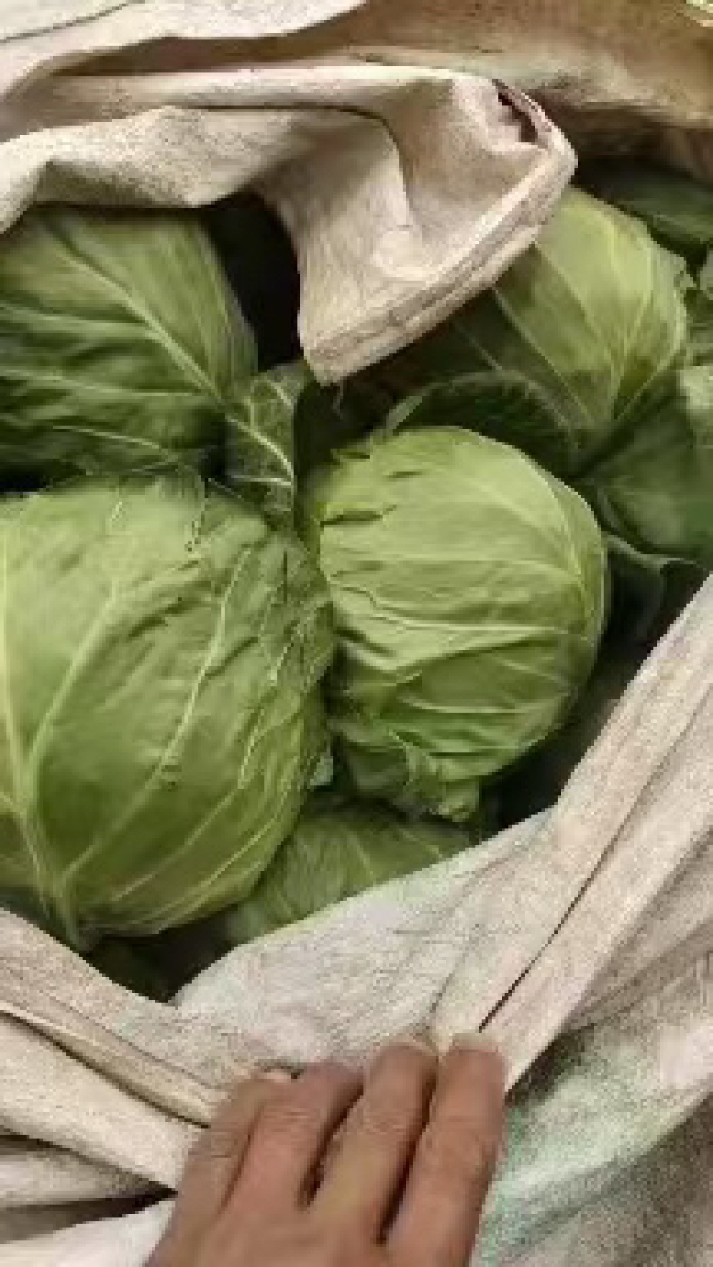 【优选甘蓝】河北甘蓝圆包菜现货发车，量大稳定供应欢迎来电