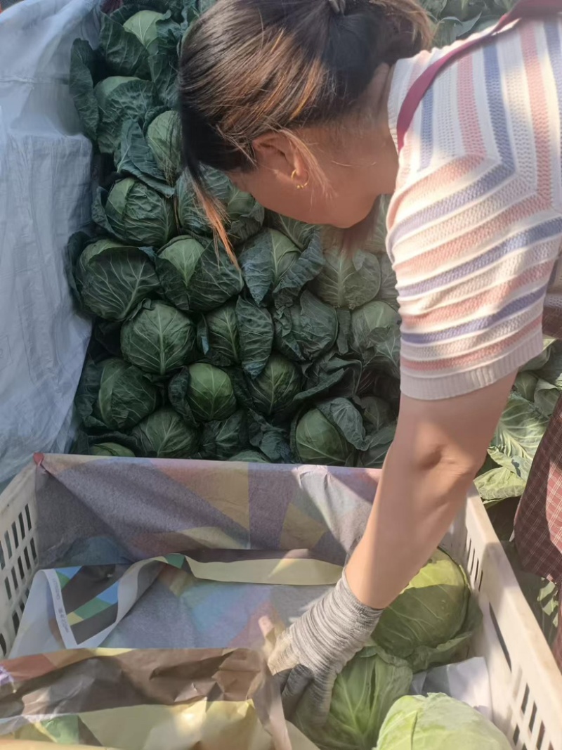 【优选甘蓝】河北甘蓝圆包菜现货发车，量大稳定供应欢迎来电