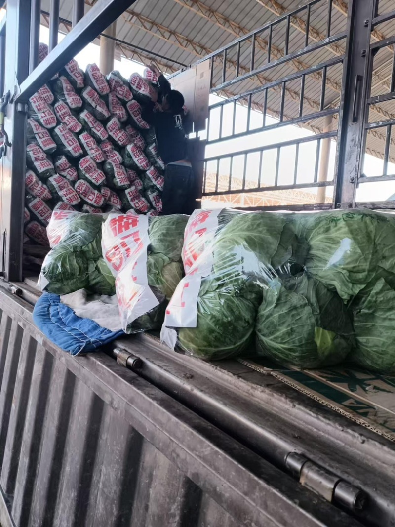 【优选甘蓝】河北甘蓝圆包菜现货发车，量大稳定供应欢迎来电