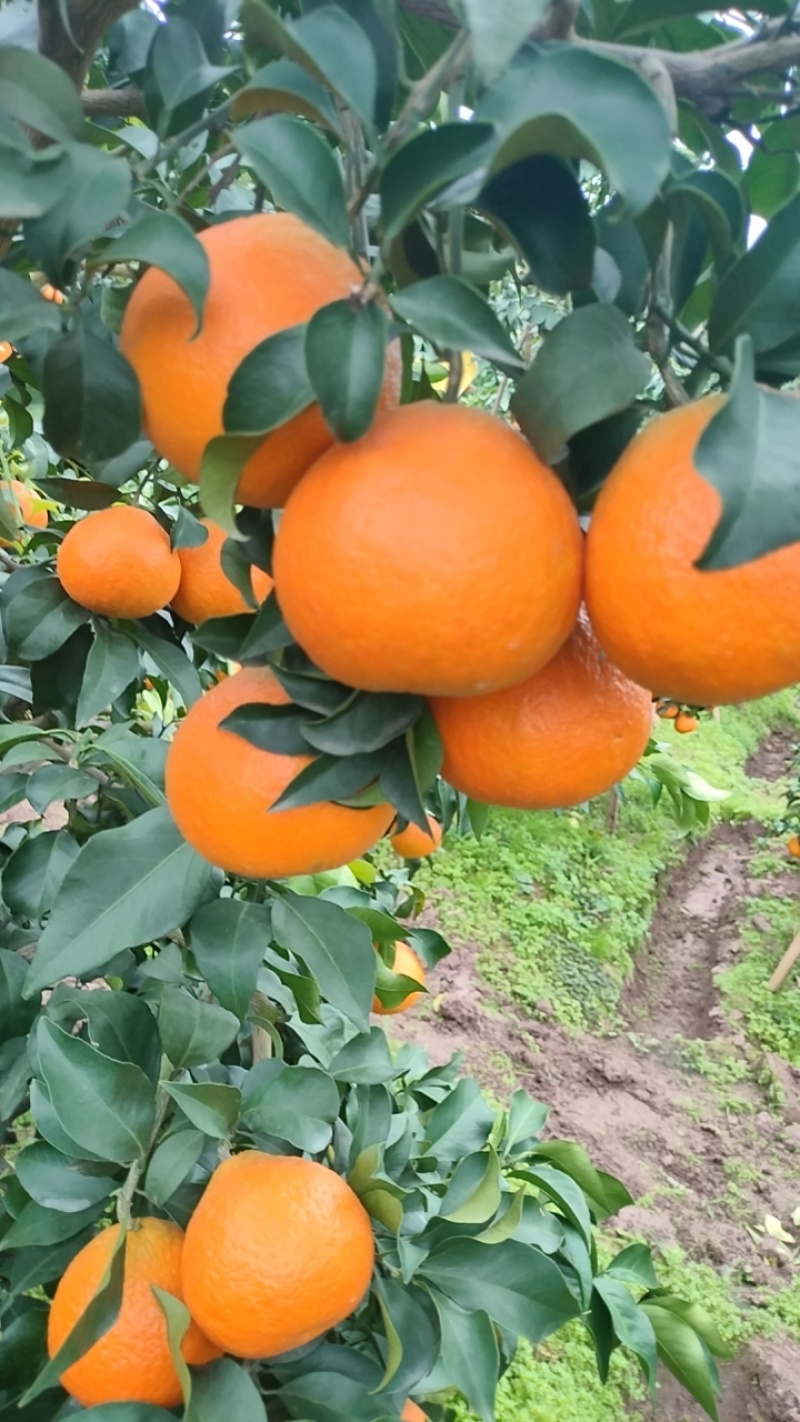 爱媛橙