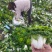 诚信做人用心做菜！专业从事黄心菜20年！期待与您合作共赢