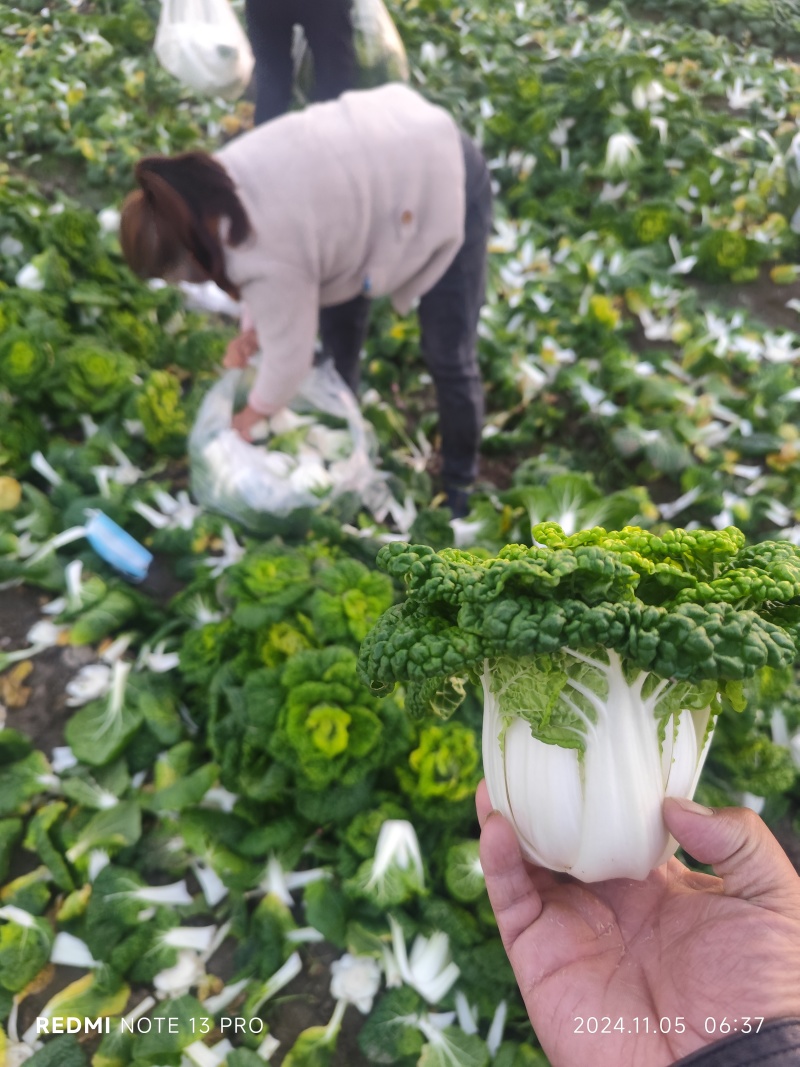 诚信做人用心做菜！专业从事黄心菜20年！期待与您合作共赢