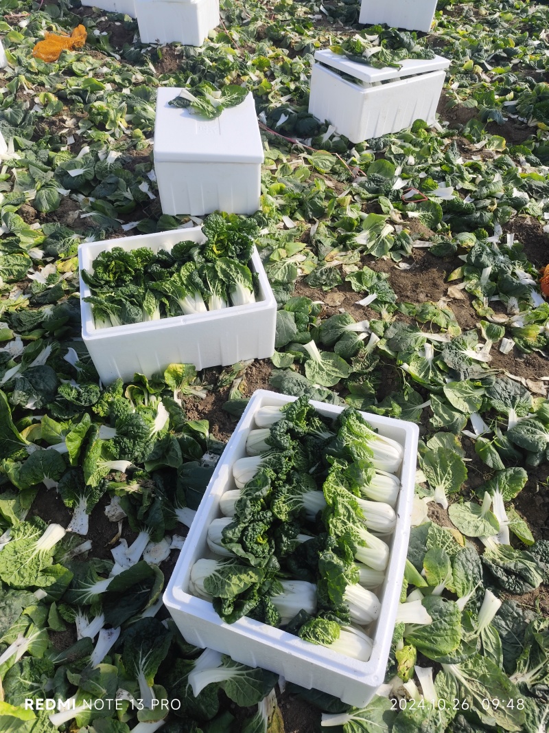 诚信做人用心做菜！专业从事黄心菜20年！期待与您合作共赢