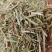 河南花生秧牛羊草段，叶粉。无土无膜无霉变，颜色绿。