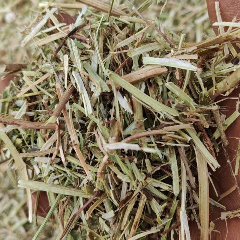 河南花生秧牛羊草段，叶粉。无土无膜无霉变，颜色绿。