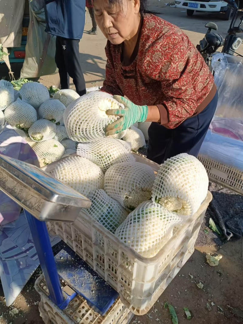 【精品有机菜花】基地现货直发，整车走量大稳定供应欢迎来电