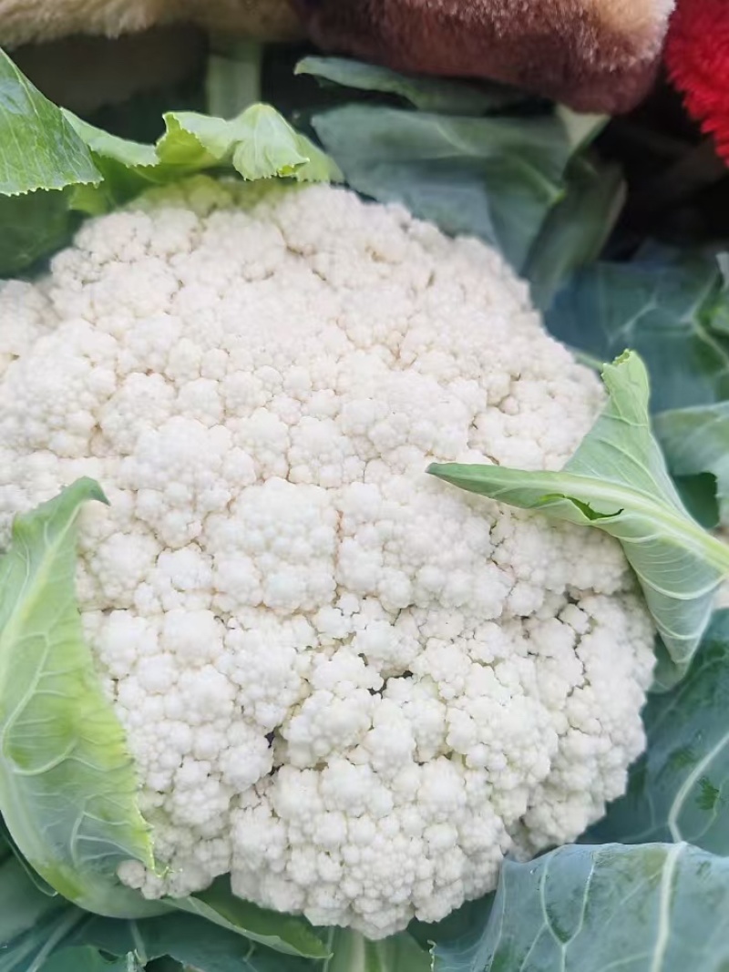 【精品有机菜花】基地现货直发，整车走量大稳定供应欢迎来电