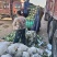 【精品有机菜花】基地现货直发，整车走量大稳定供应欢迎来电