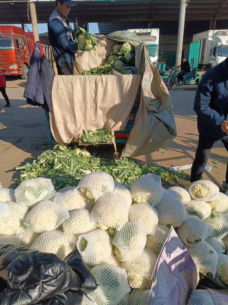 【精品有机菜花】基地现货直发，整车走量大稳定供应欢迎来电