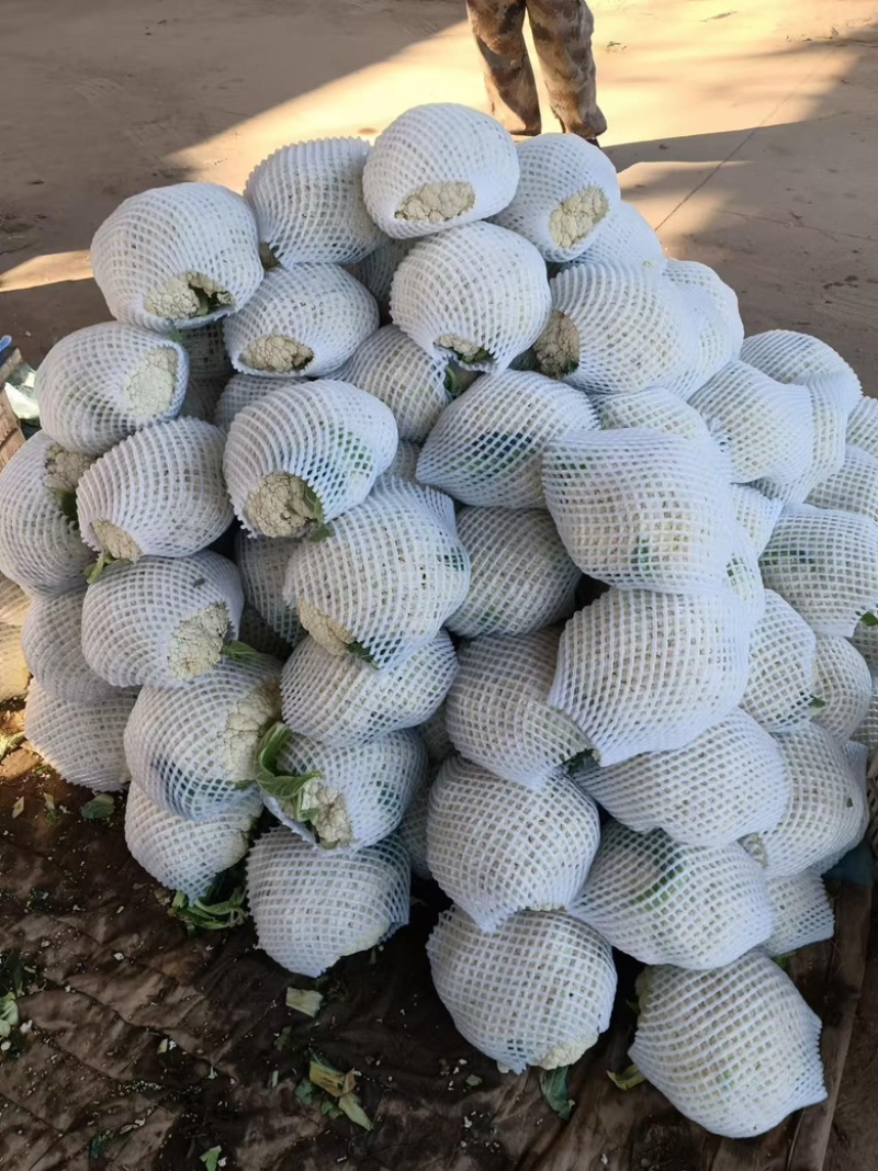【精品有机菜花】基地现货直发，整车走量大稳定供应欢迎来电