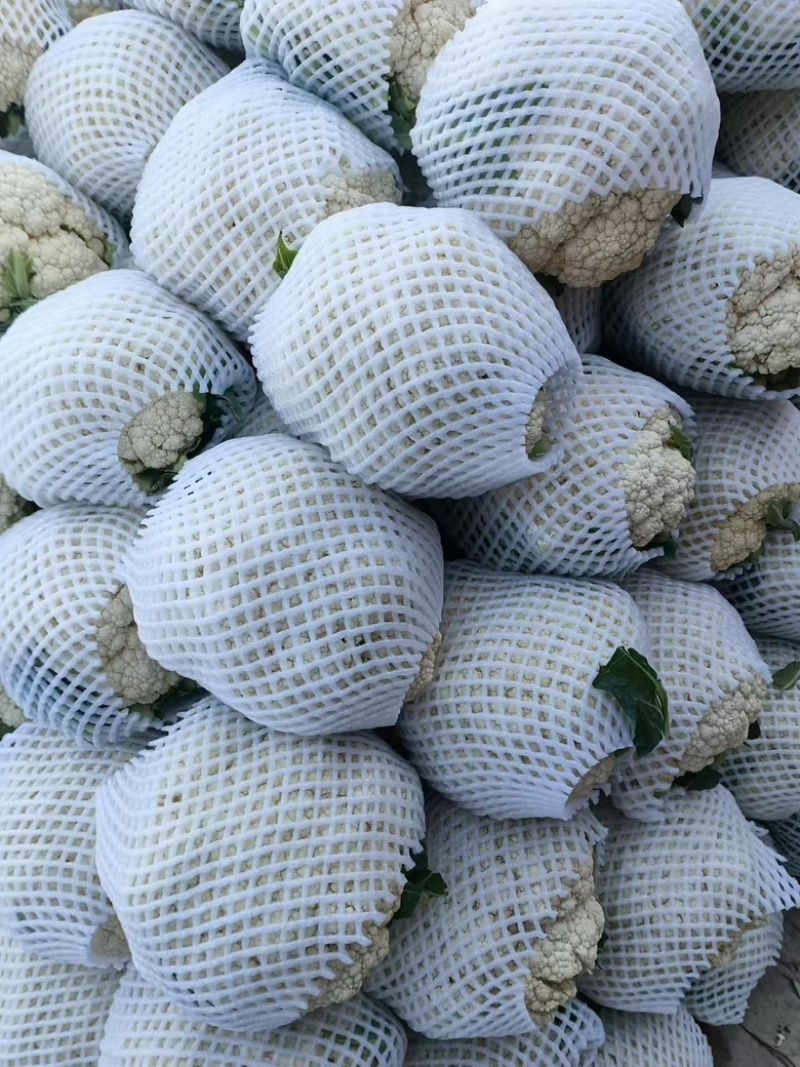 【精品有机菜花】基地现货直发，整车走量大稳定供应欢迎来电