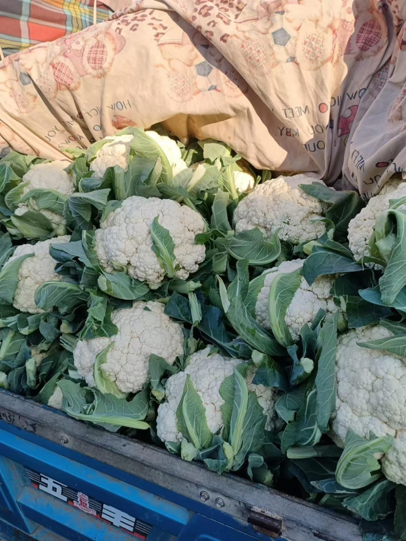 【精品有机菜花】基地现货直发，整车走量大稳定供应欢迎来电