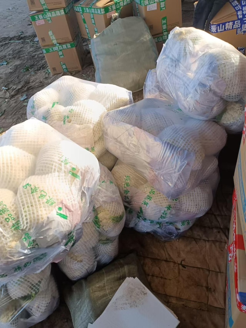 【精品有机菜花】基地现货直发，整车走量大稳定供应欢迎来电