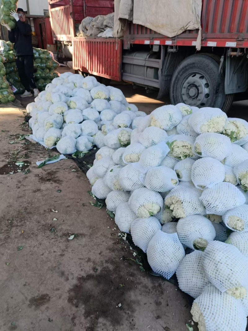 【精品有机菜花】基地现货直发，整车走量大稳定供应欢迎来电
