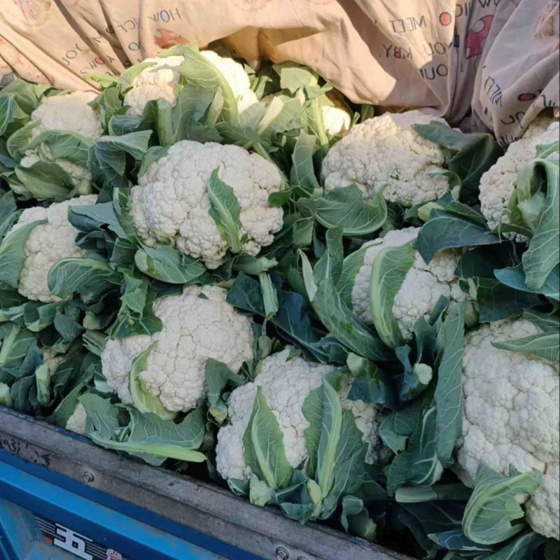 【精品有机菜花】基地现货直发，整车走量大稳定供应欢迎来电
