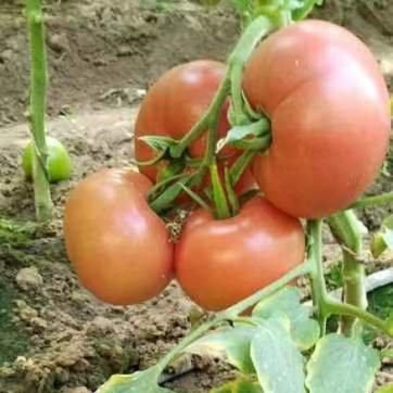 宁夏银川金凤区植物园普罗旺斯西红柿代收