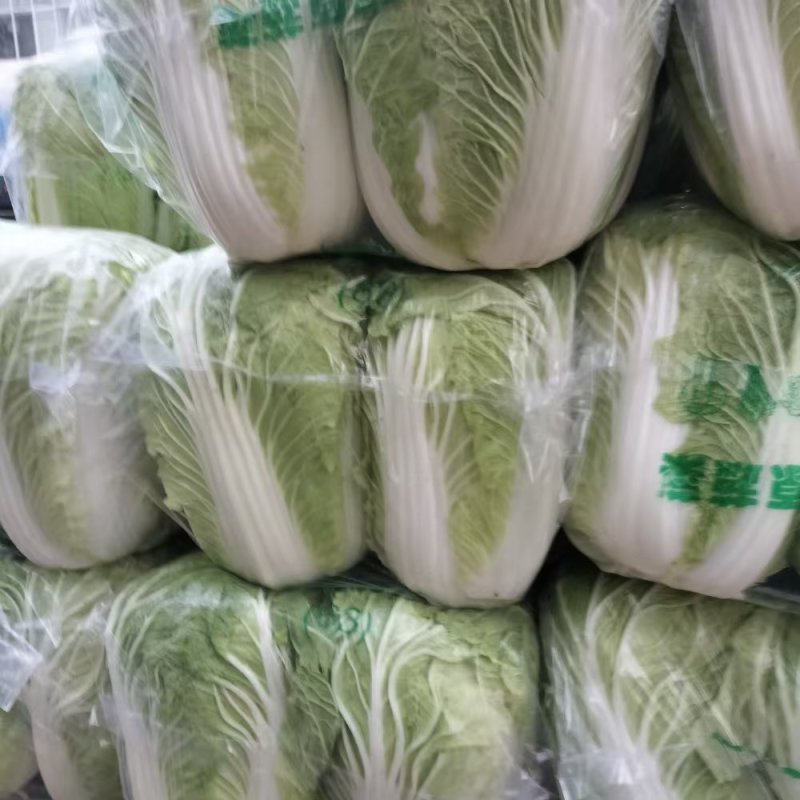 精品白菜产地直发量大质优可视频看货