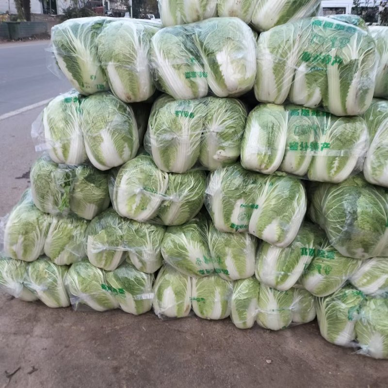 精品白菜产地直发量大质优可视频看货