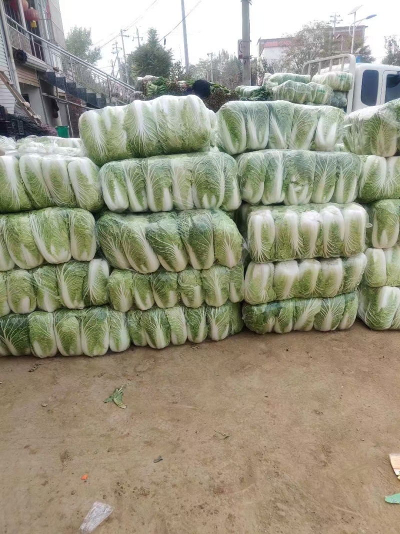 精品白菜产地直发量大质优可视频看货