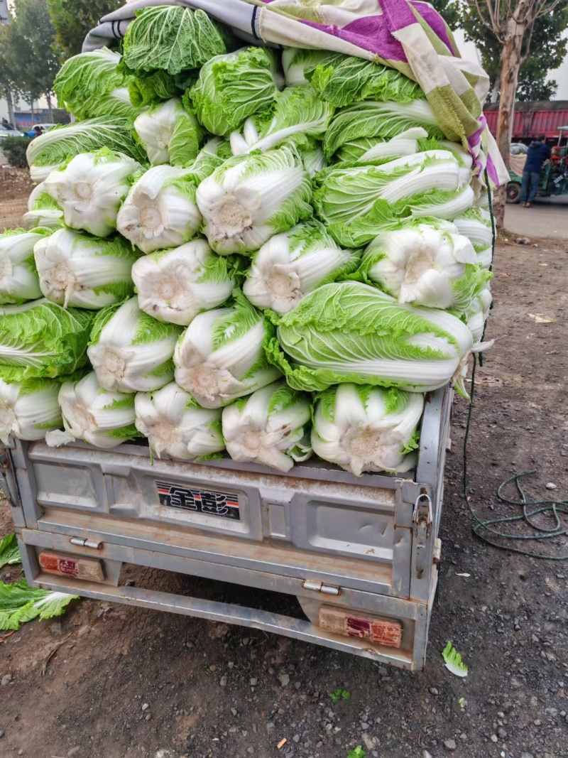 精品白菜产地直发量大质优可视频看货