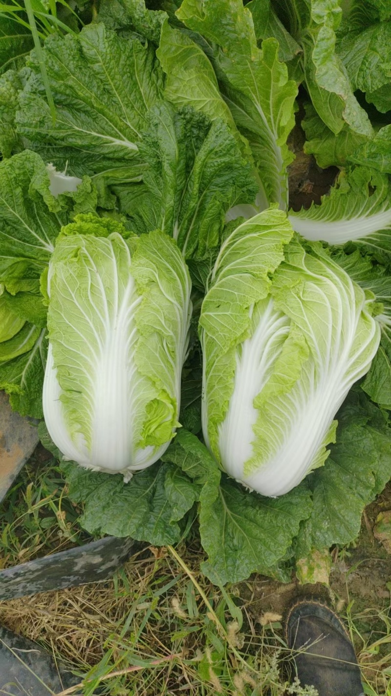 精品白菜产地直发量大质优可视频看货
