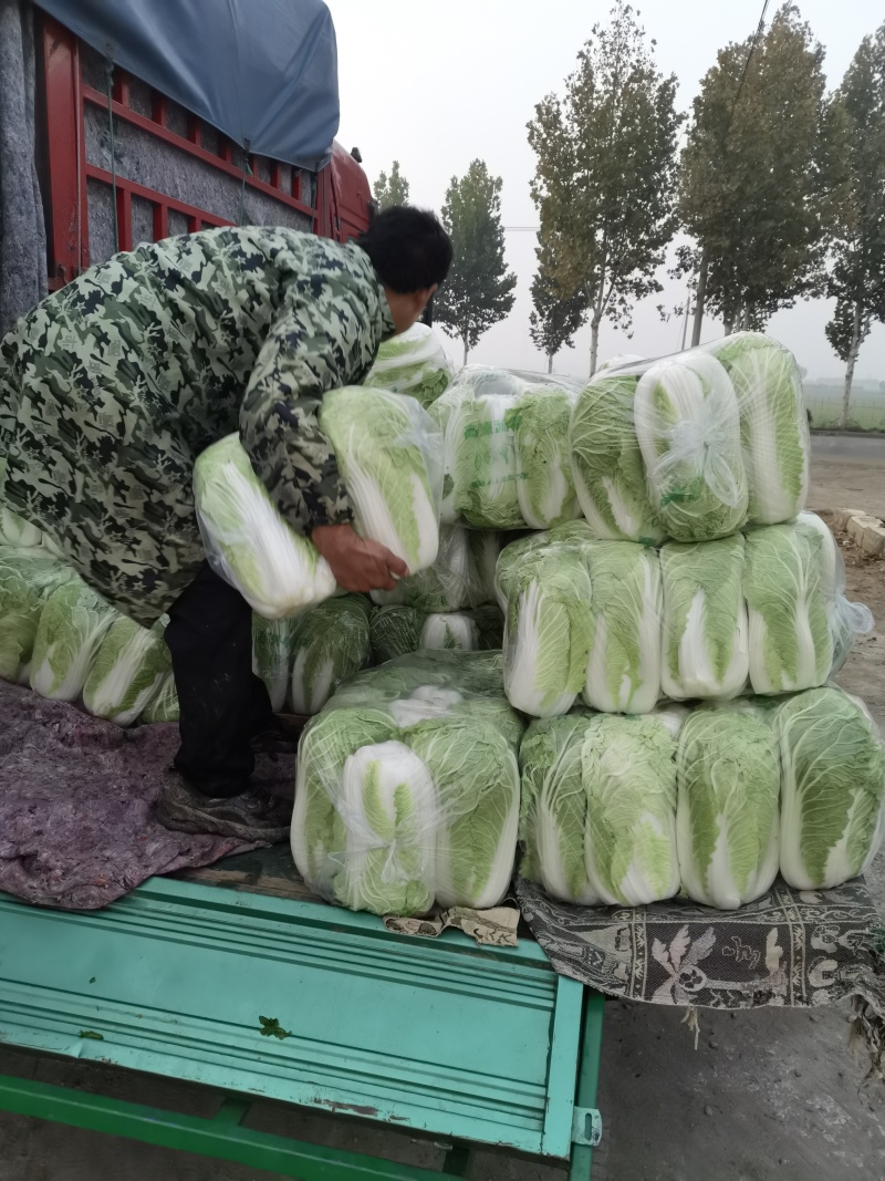 精品白菜产地直发量大质优可视频看货