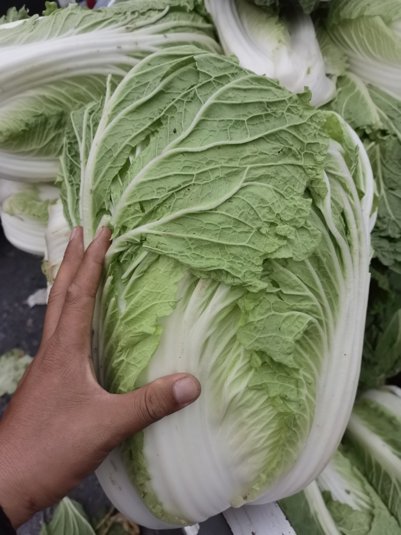 精品白菜产地直发量大质优可视频看货