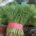 河北精品茴香，优选小茴香基地现货供应量大从优品质保障