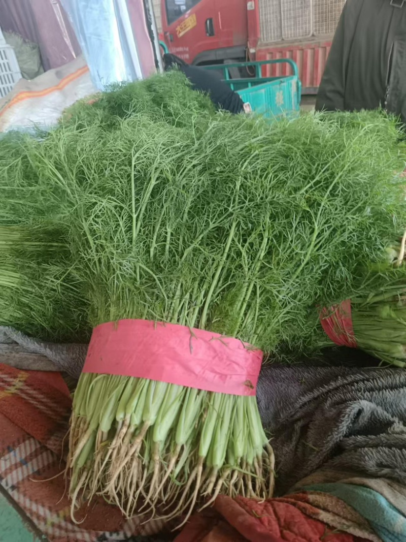 河北精品茴香，优选小茴香基地现货供应量大从优品质保障