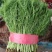 河北精品茴香，优选小茴香基地现货供应量大从优品质保障