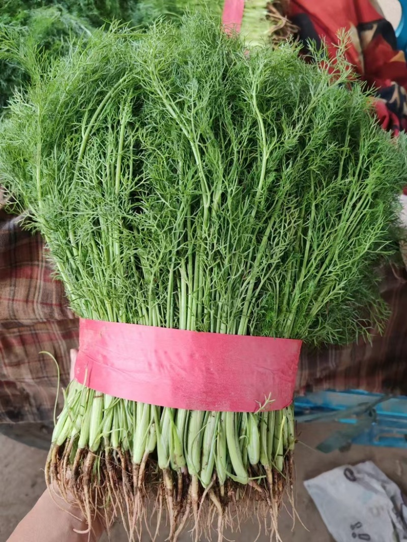 河北精品茴香，优选小茴香基地现货供应量大从优品质保障