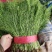 河北精品茴香，优选小茴香基地现货供应量大从优品质保障