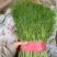 河北精品茴香，优选小茴香基地现货供应量大从优品质保障